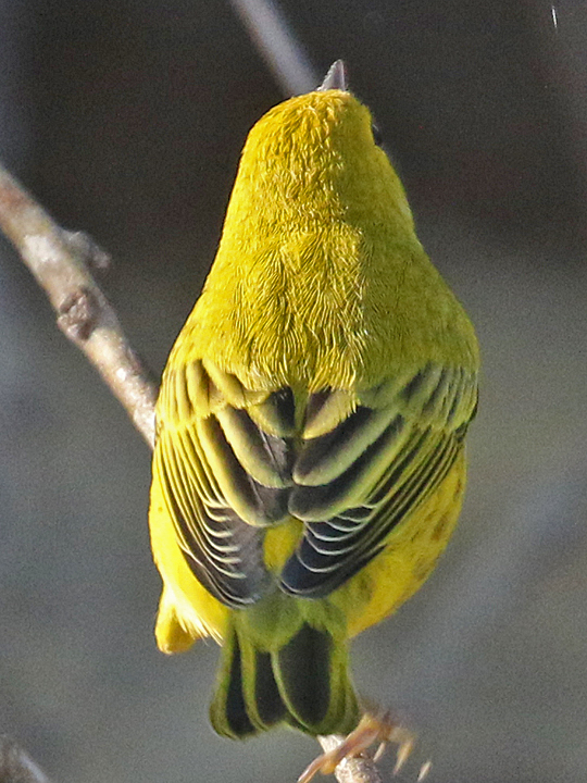Yellow Warbler YWAR male