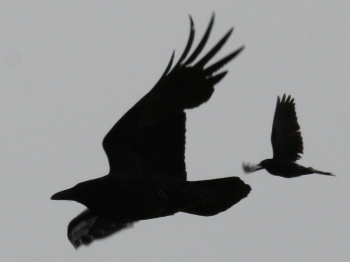 Common Raven CORA