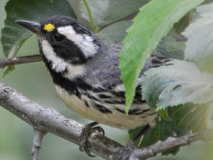 Black-throated Gray Warbler BTYW