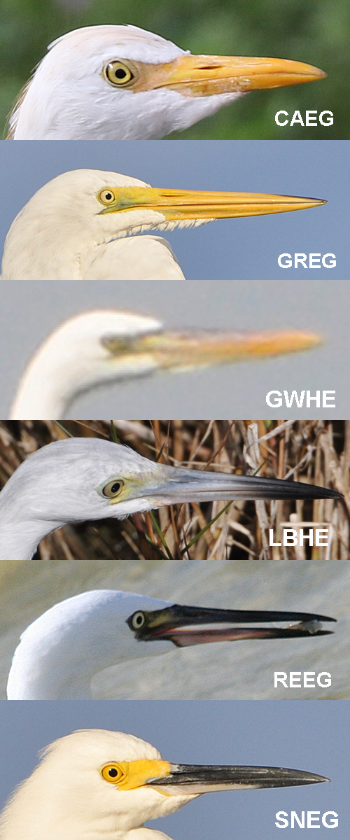 Egret Heron beak compare
