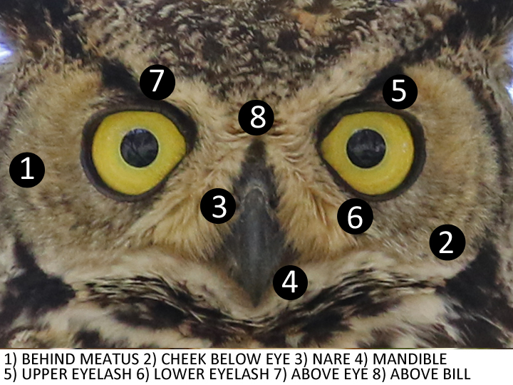 Great Horned Owl GHOW facial sampling