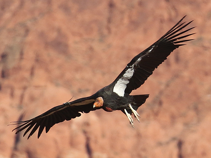California Condor CACO