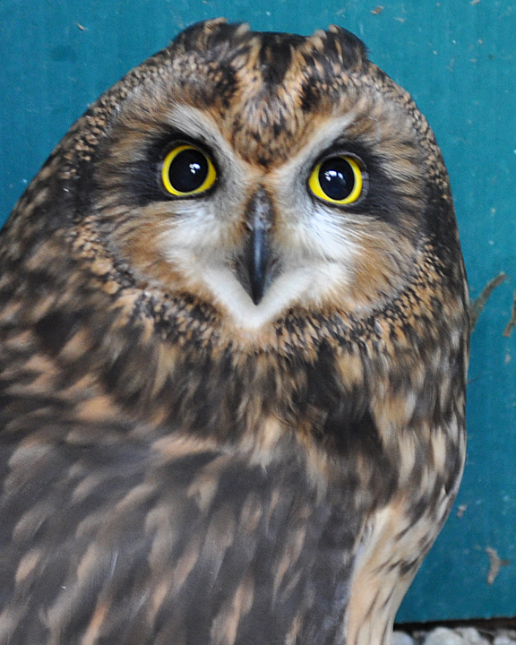 Short-eared Owl SEOW