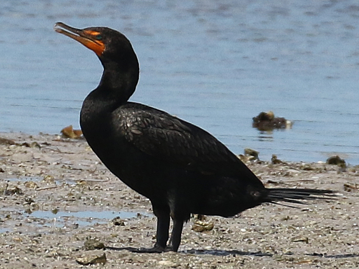 Double-crested Cormorant DCCO
