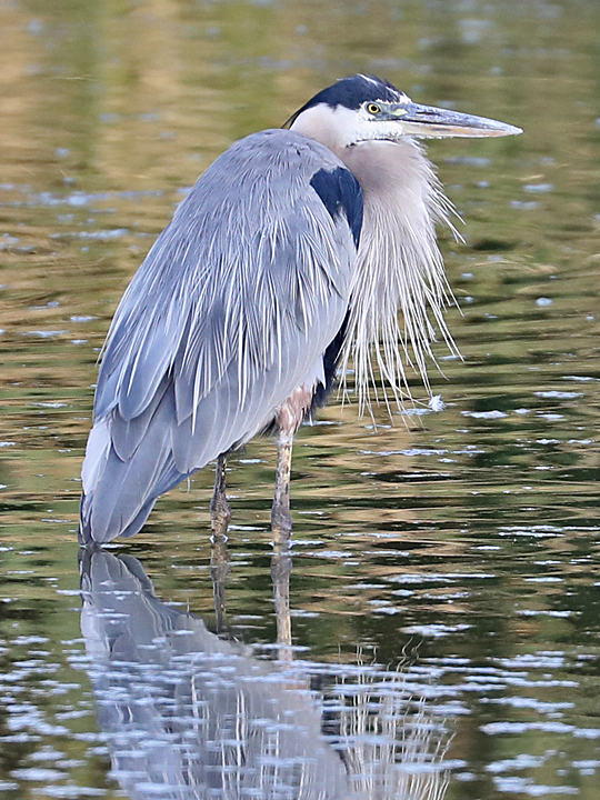 Great Blue Heron GBHE