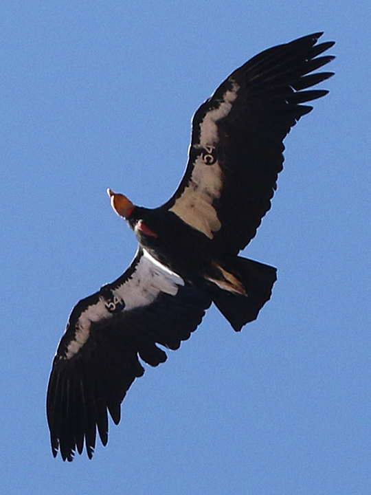 California Condor CACO