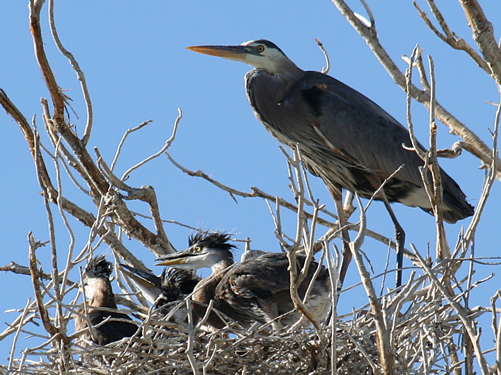 Great Blue Heron GBHE