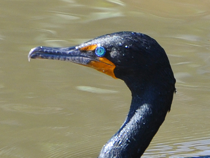 Double-crested Cormorant DCCO