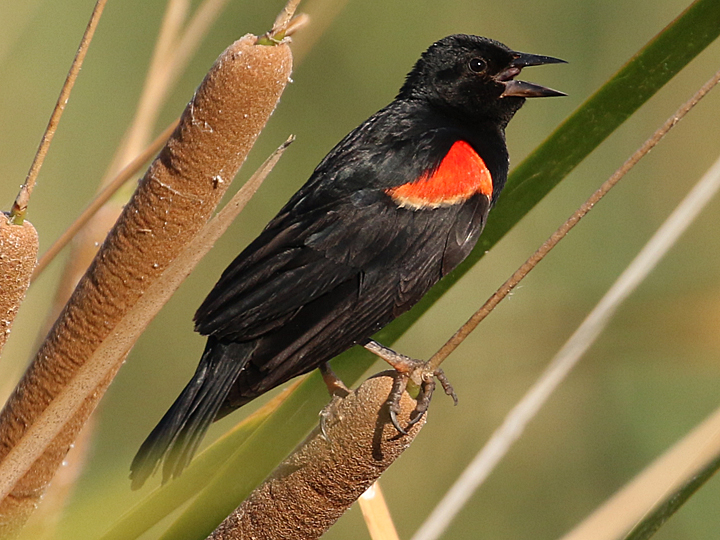 Red-winged Blackbird RWBL