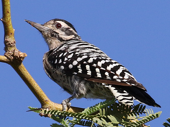 Ladder-backed Woodpecker LBWO