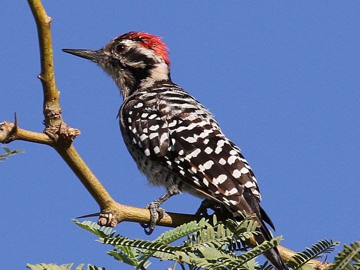 Ladder-backed Woodpecker LBWO