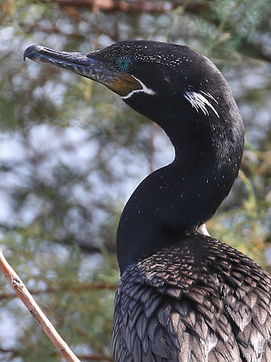Neotropic Cormorant NECO