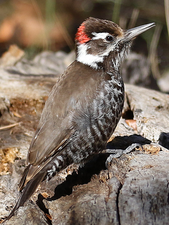 Arizona Woodpecker AZWO