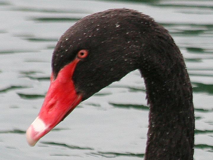 Black Swan Domestic