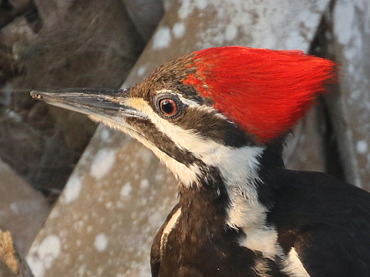 Pileated Woodpecker PIWO