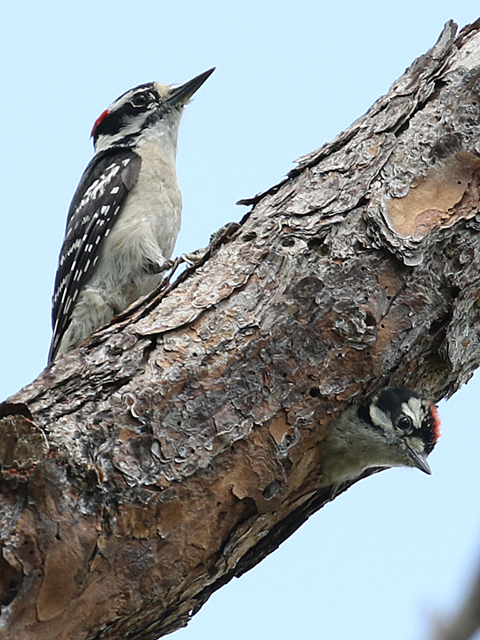 Downy Woodpecker DOWO