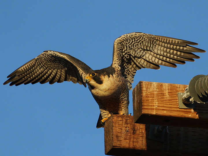Peregrine Falcon PEFA