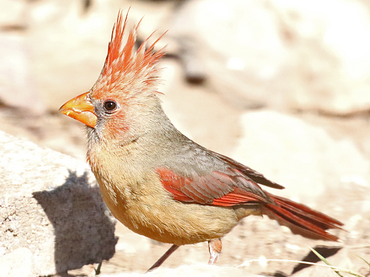 Northern Cardinal NOCA