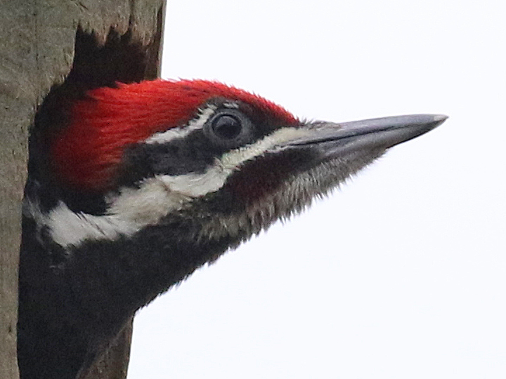 Pileated Woodpecker PIWO