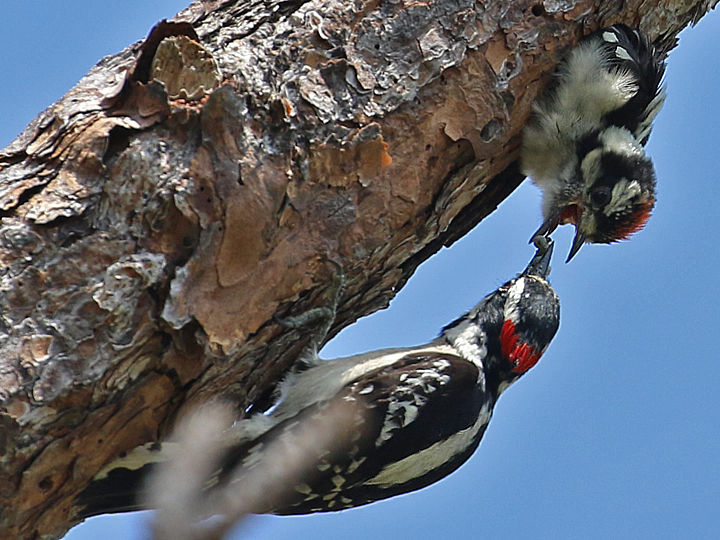 Downy Woodpecker DOWO