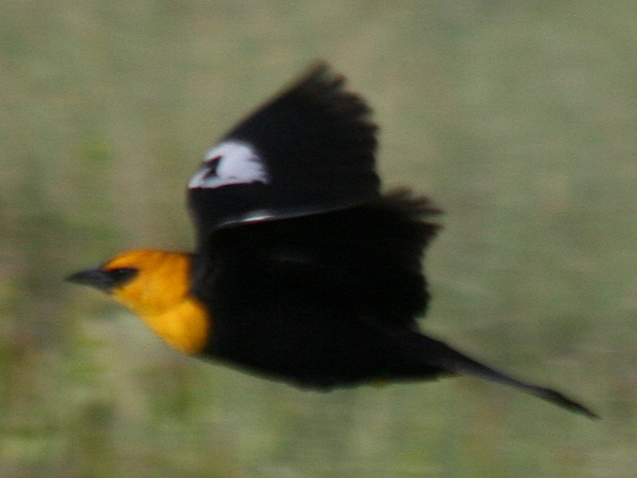 Yellow-headed Blackbird YHBL