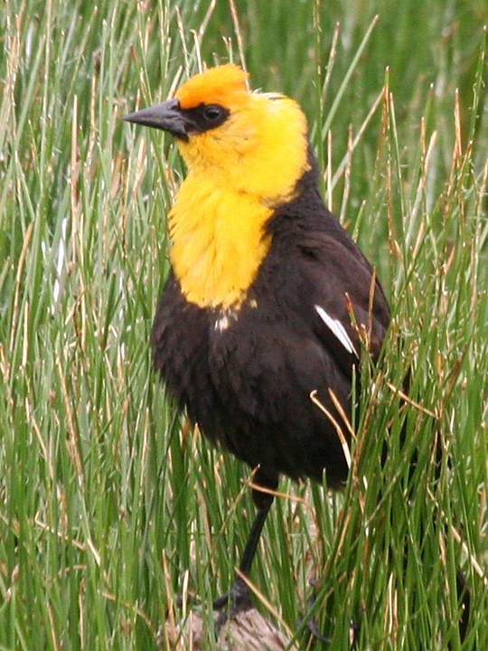 Yellow-headed Blackbird YHBL