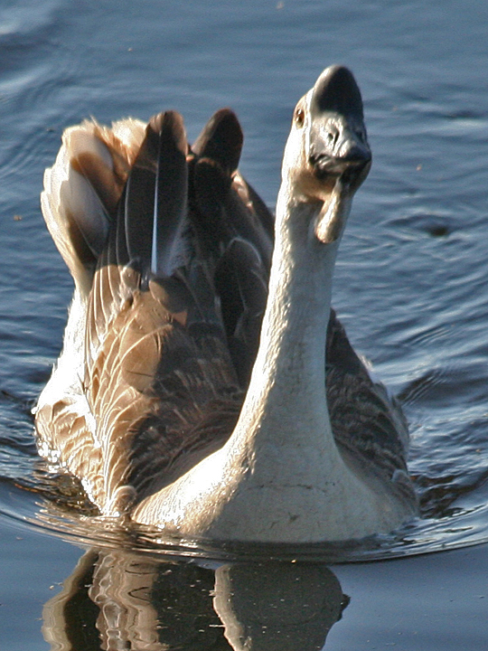 African Goose Domestic