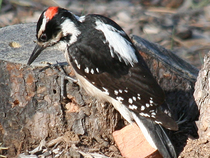 Hairy Woodpecker HAWO