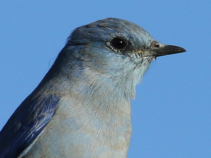 Mountain Bluebird MOBL