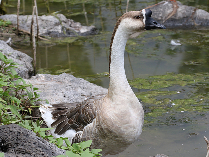 African Goose Domestic