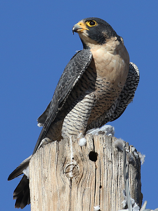 Peregrine Falcon PEFA
