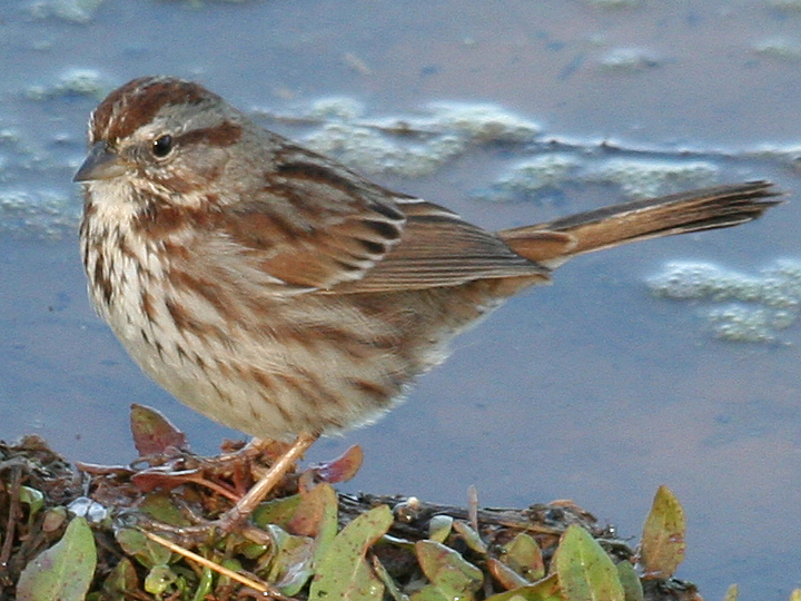 Song Sparrow SOSP