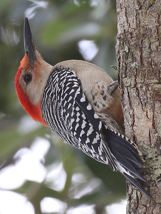 Red-bellied Woodpecker RBWO
