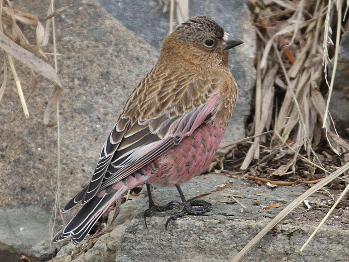 Brown-capped Rosy-Finch BCRF