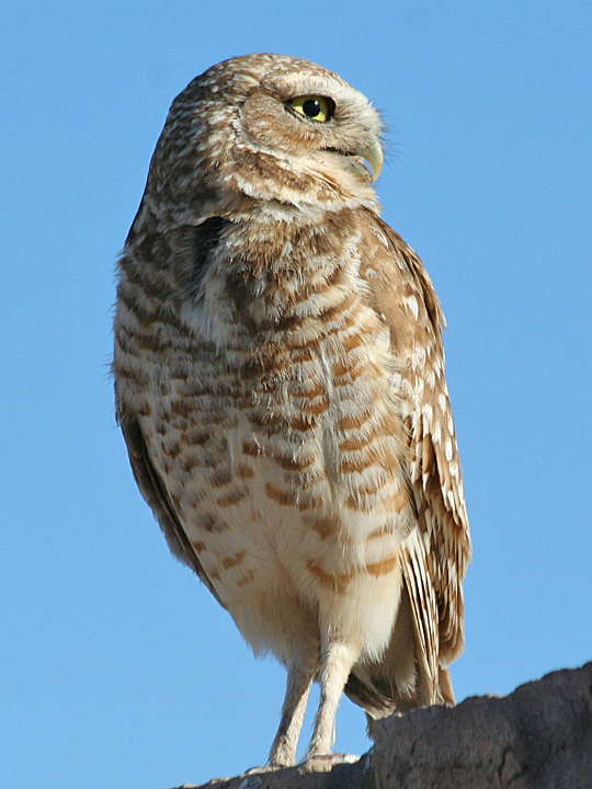 Burrowing Owl BUOW