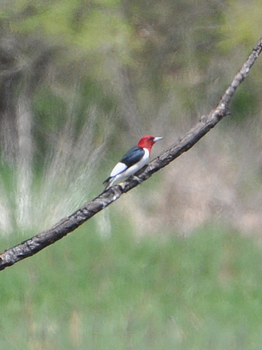 Red-headed Woodpecker RHWO