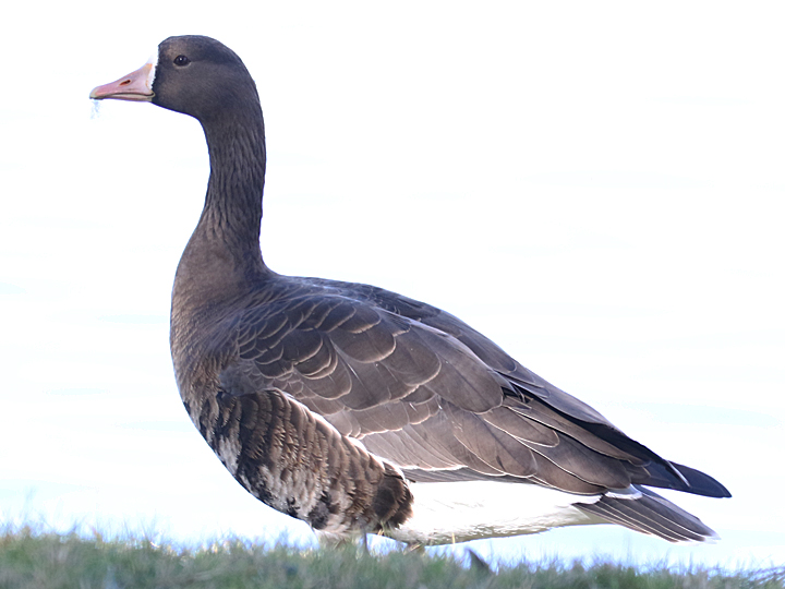 Greater White-fronted Goose GWFG