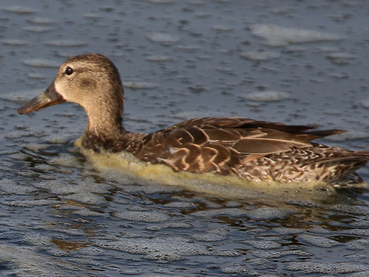 Blue-winged Teal BWTE