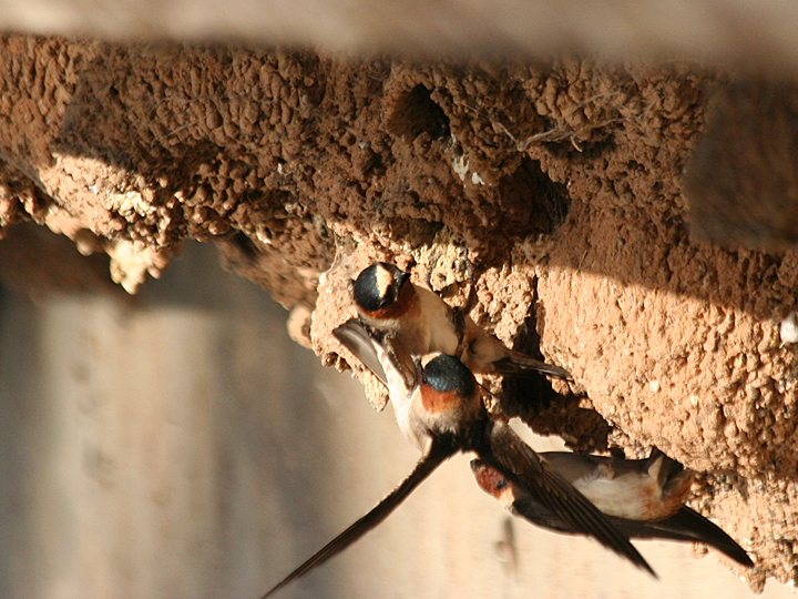 Cliff Swallow CLSW