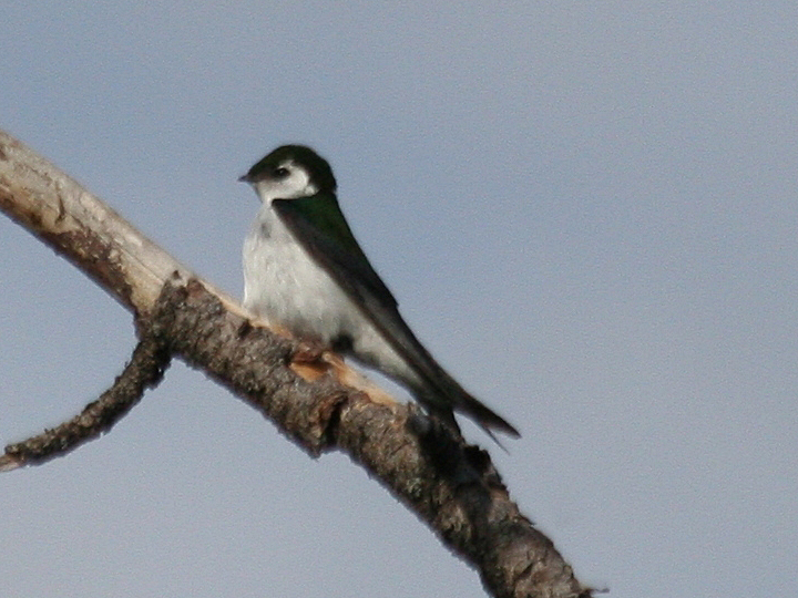Violet-green Swallow VGSW
