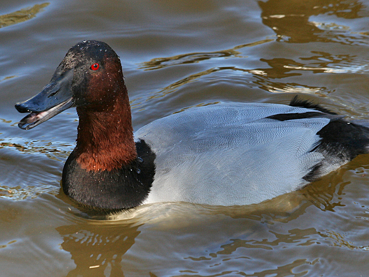 Canvasback CANV