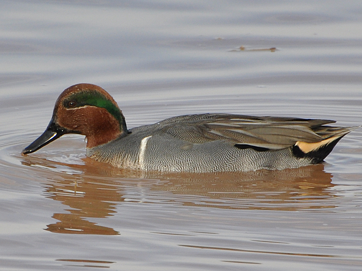 Green-winged Teal GWTE
