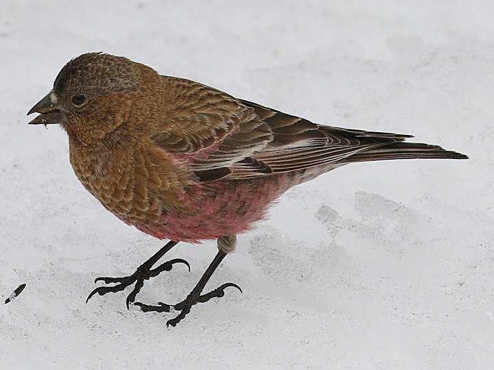Brown-capped Rosy-Finch BCRF