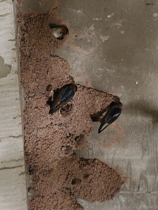 Cliff Swallow CLSW
