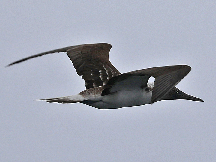 Blue-footed Booby BFBO
