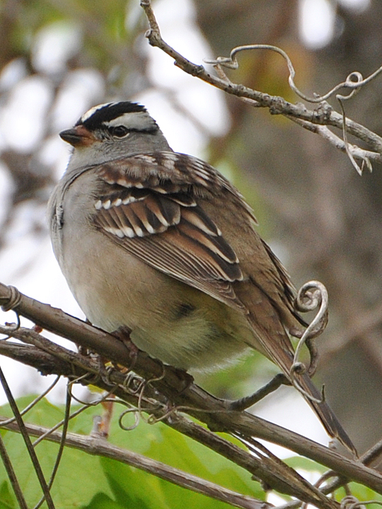 White-crowned Sparrows WCSP