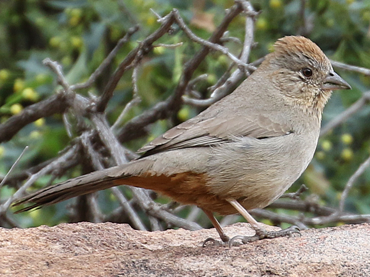 Canyon Towhee CANT