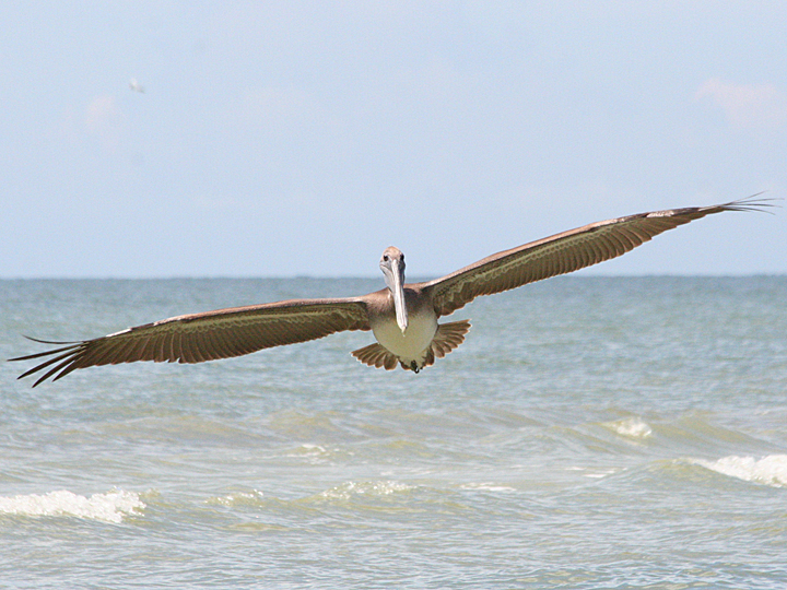 Brown Pelican BRPE