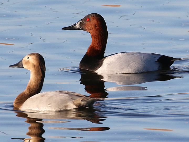 Canvasback CANV
