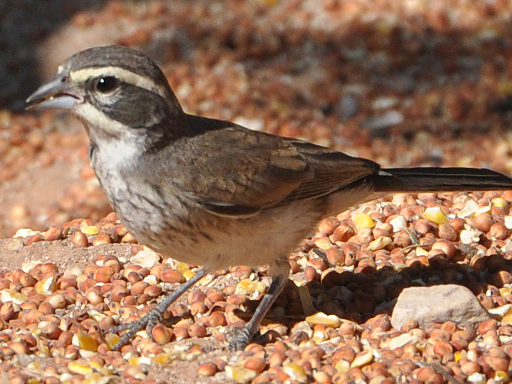 Black-throated Sparrow BTSP